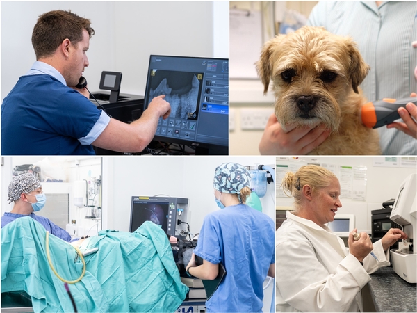 FAcilities at The George Veterinary Hospital